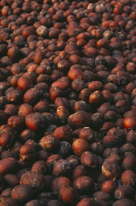 THAILAND, Chiang Mai Province, Mueng Keurt, Drying coffee seeds