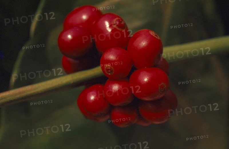 THAILAND, Chiang Mai Province, Mueng Keurt, Close up of coffee fruit cluster on plant