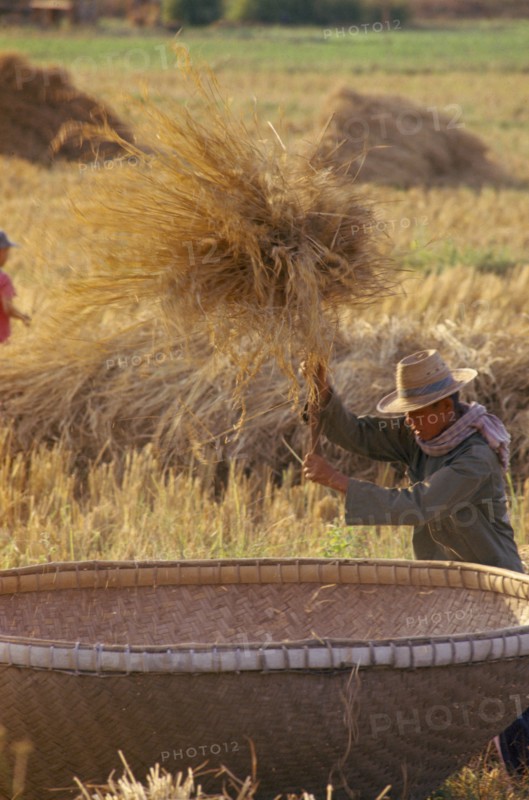 THAILAND, Chiang Mai, Man threshing harvested rice in a large bamboo basket