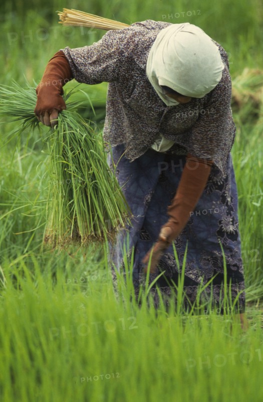 THAILAND, Chiang Mai Province, Pah Bong, Woman pulling rice seedlings for transplanting