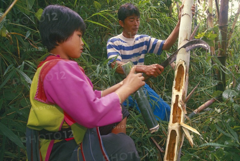 THAILAND, Chiang Rai Province, Mae Suai District, Doi Lan. Lisu girl collecting moth larvae from bamboo her father has chopped open