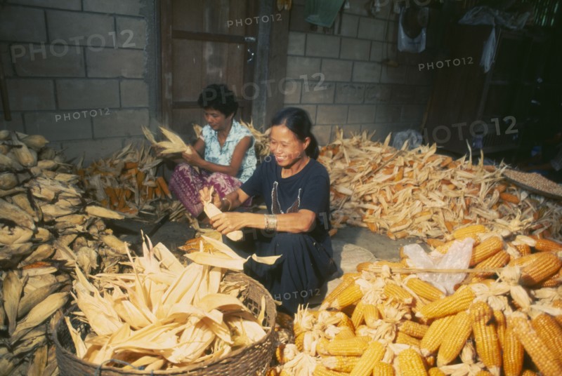 THAILAND, Chiang Mai Province, Muen Keurt, Woman shucking corn in a rural house