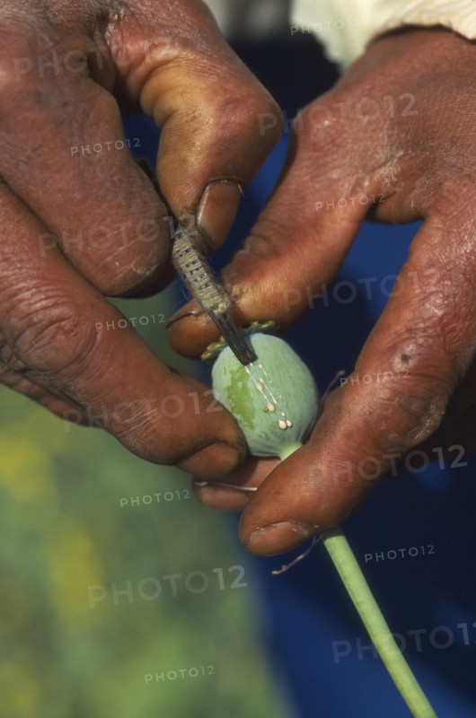 THAILAND, North, Papaveraceae Highland Area. Man incising a pod as raw opium oozes out