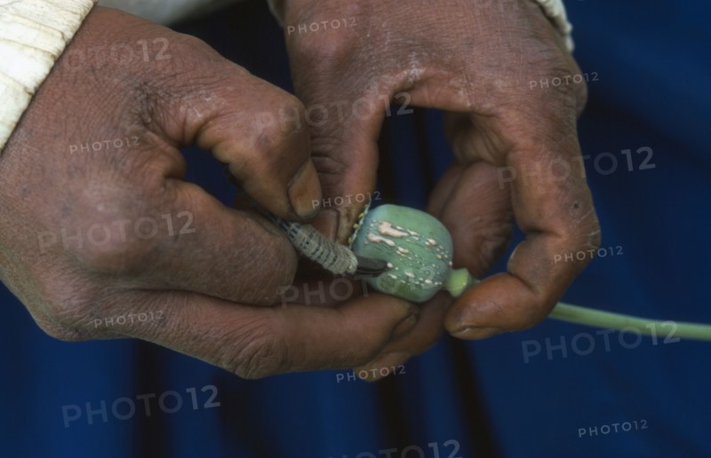 THAILAND, North, Papaveraceae Highland Area. Man incising a pod as raw opium oozes out