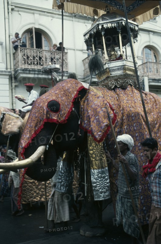 SRI LANKA, Kandy, Esala Perahera festival parade with decorated elephant carrying replica of the golden relic casket containing Buddhas tooth.
