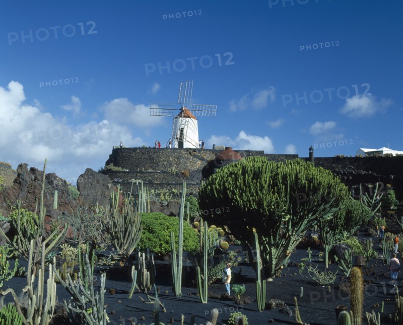 SPAIN, Canary Islands, Lanzarote, Guatiza.  Visitors in cactus garden growing in black volcanic soil overlooked by windmill