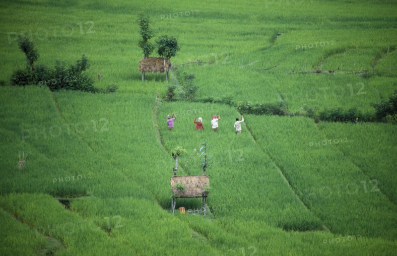 INDONESIA, Bali, Karangasem District, Tirtagangga.  People working in rice terraces.