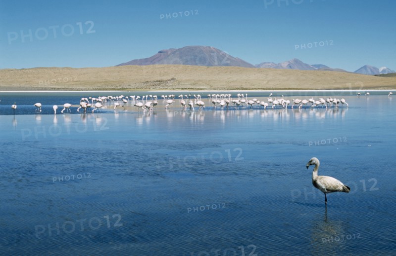 BOLIVIA, Altiplano, General, Flamingoes on lake with distant mountains beyond.