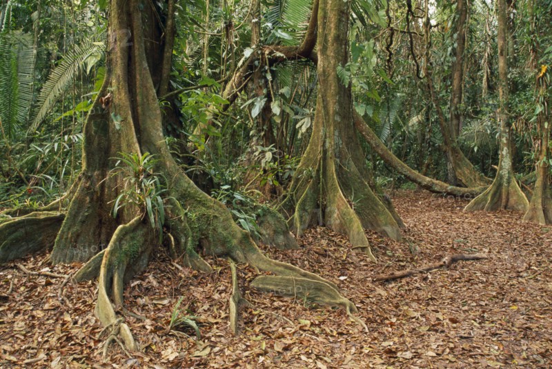 BELIZE, General, Cockscomb Basin Wildlife Sanctuary.  Buttress roots of Rainforest Kaway Tree in area of seasonally flooded forest.