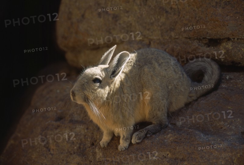 BOLIVIA, General, "Mountain Viscacha, Lagidium peruanum.  Mountain dwelling rodent of the Chinchilla family."