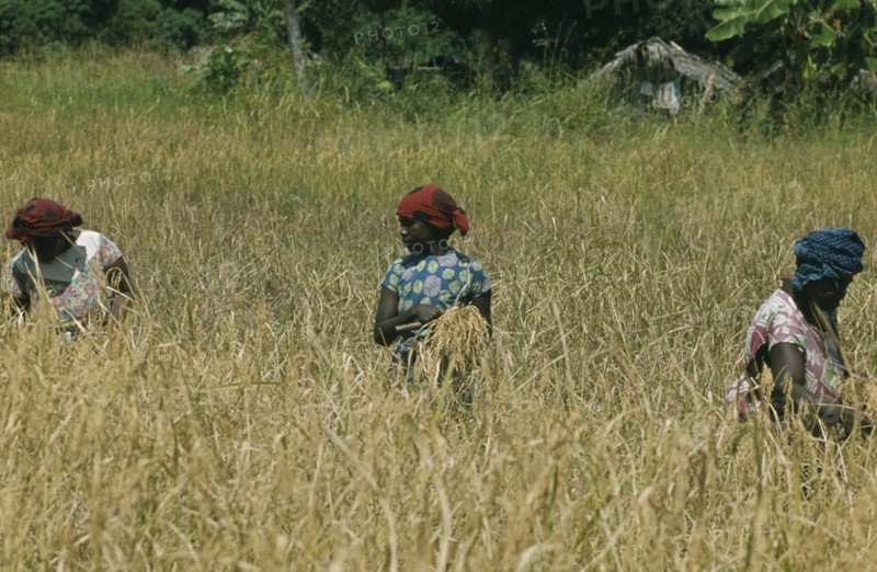 ZANZIBAR, Farming, Women working in paddy field.