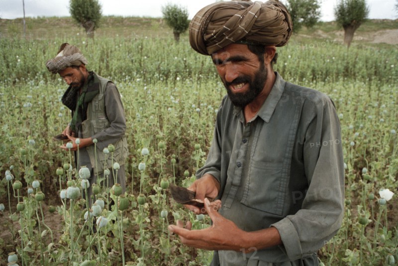 AFGHANISTAN, Badkshan Province, Opium Poppy harvest with two Muslim men working in field.