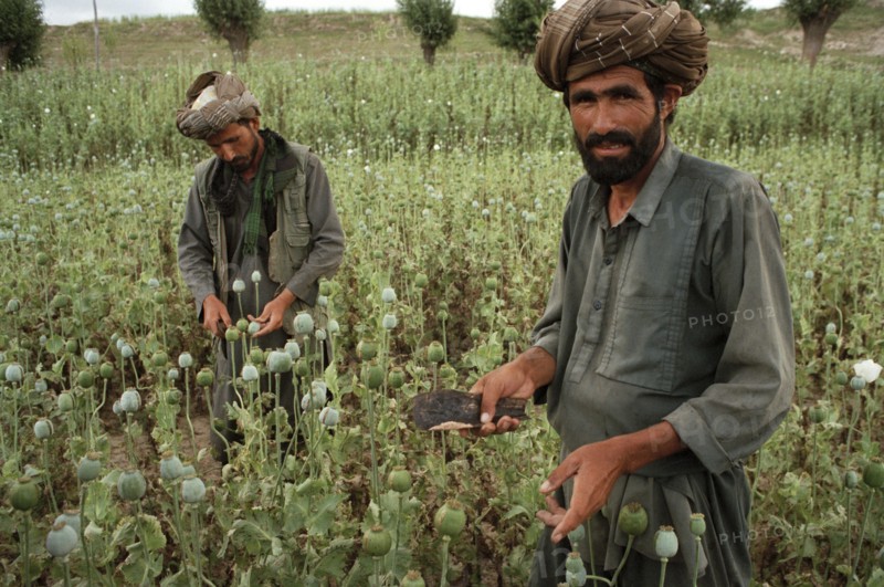AFGHANISTAN, Badkshan Province, Opium Poppy harvest with two Muslim men working in field.