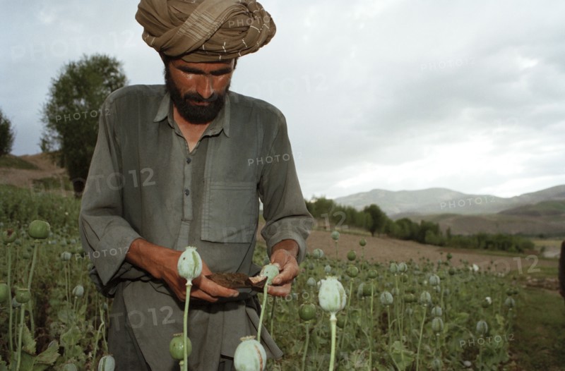 AFGHANISTAN, Badkshan Province, Opium Poppy harvest with two Muslim men working in field.