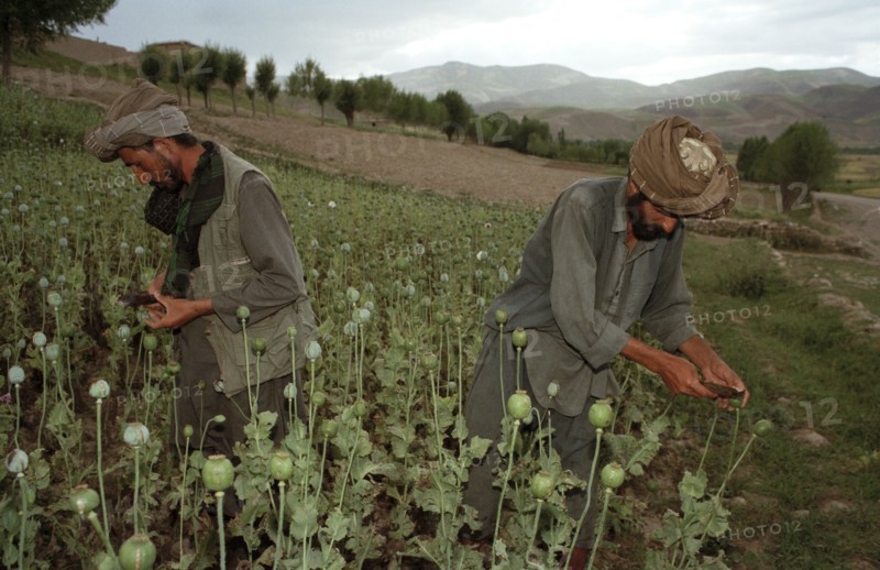 AFGHANISTAN, Badkshan Province, Opium Poppy harvest with two Muslim men working in field.