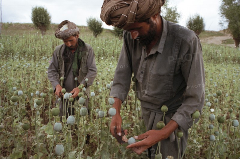 AFGHANISTAN, Badkshan Province, Opium Poppy harvest with two Muslim men working in field.
