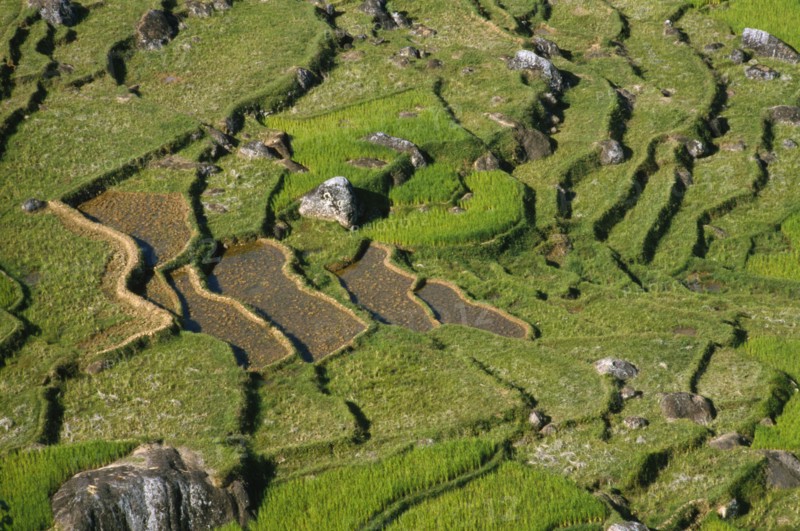 INDONESIA, Toraja, Aerial view over rice field.