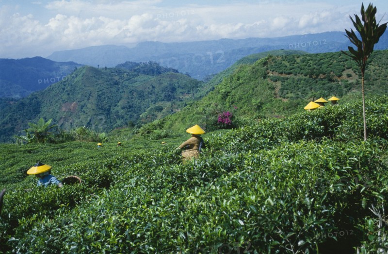 INDONESIA, Java, Cukul Tea Estate with pickers in the field wearing yellow conical hats.