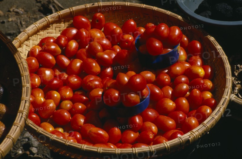 INDONESIA, Toraja, Market tomatoes in a basket.