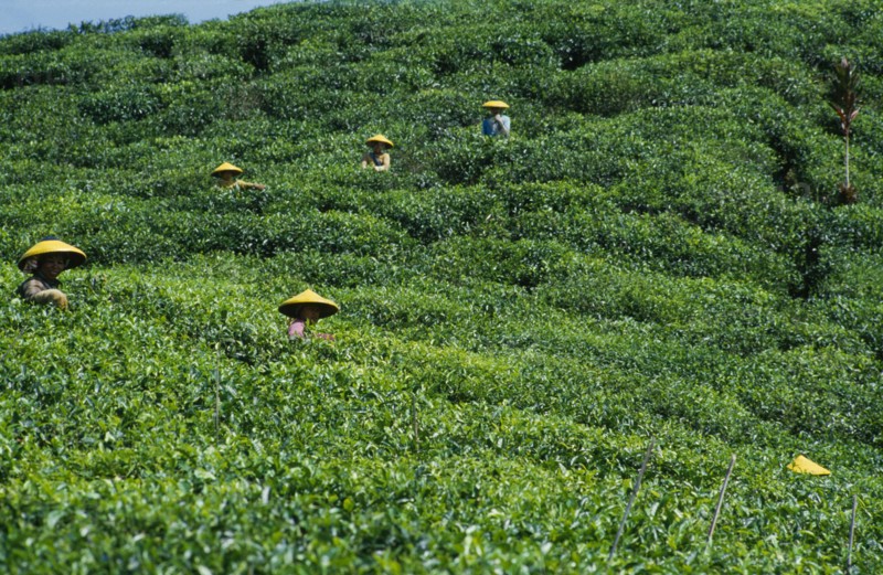 INDONESIA, Java, Cukul Tea Estate. Pickers working in field wearing yellow conical hats.