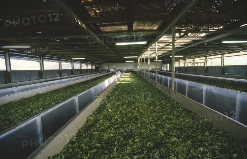 INDONESIA, Java, Cukul Tea Estate. Tea leaves in drying loft.