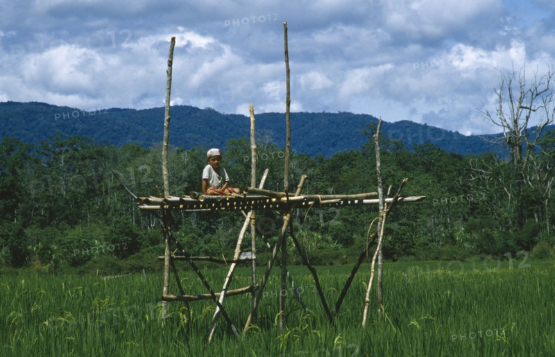 INDONESIA, Sulawesi, Napu Valley. Young boy sitting on wooden watch tower appointed as rice guardian to watch over crop.