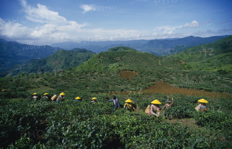 INDONESIA, Java, Cukul Tea Estate. Pickers in line amongst crops wearing yellow conical hats.