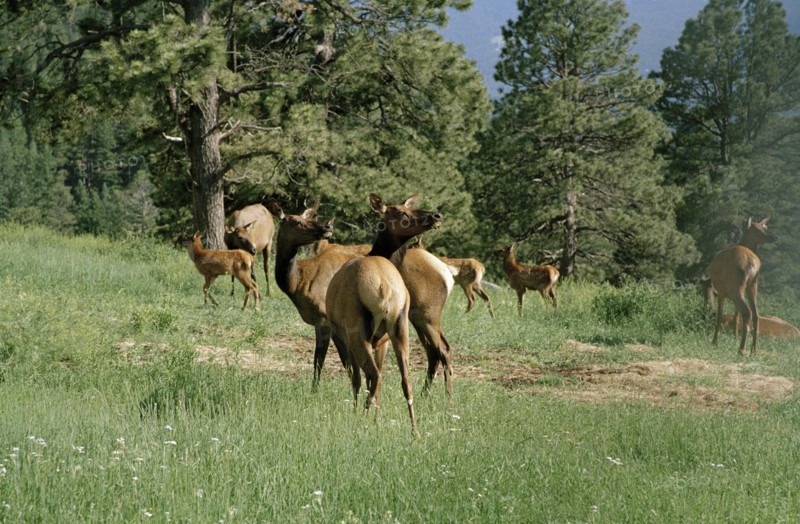 USA, Colorado, Elks in country landscape
