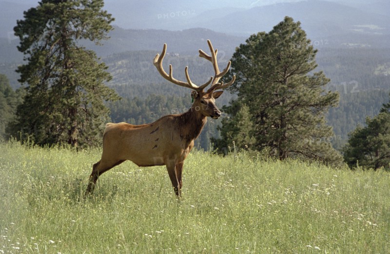USA, Colorado, Elk in country landscape