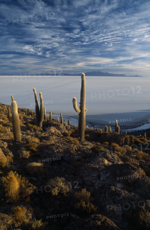 BOLIVIA, Altiplano, Potosi, Salar de Uyuni. Isla Incahuasi. Cacti covered island overlooking salt pan toward Tunupa volcano