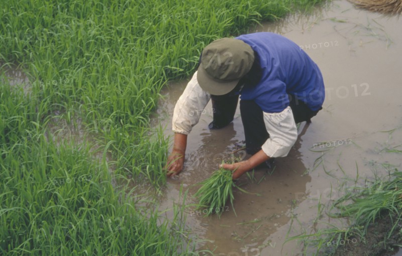 CHINA, Agriculture, Transplanting rice in paddy field.