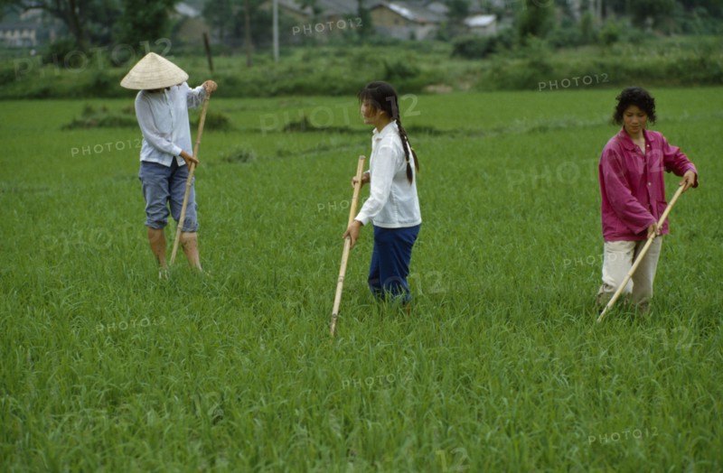 CHINA, Agriculture, Rice cultivation.
