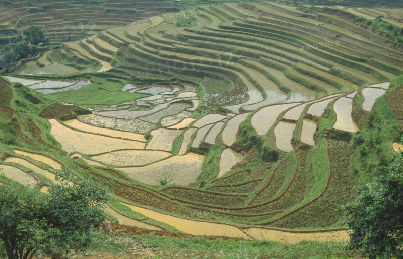 CHINA, Guangxi Province, Terraced rice paddies near Longsheng in province known for its minority tribes and rice terraces.