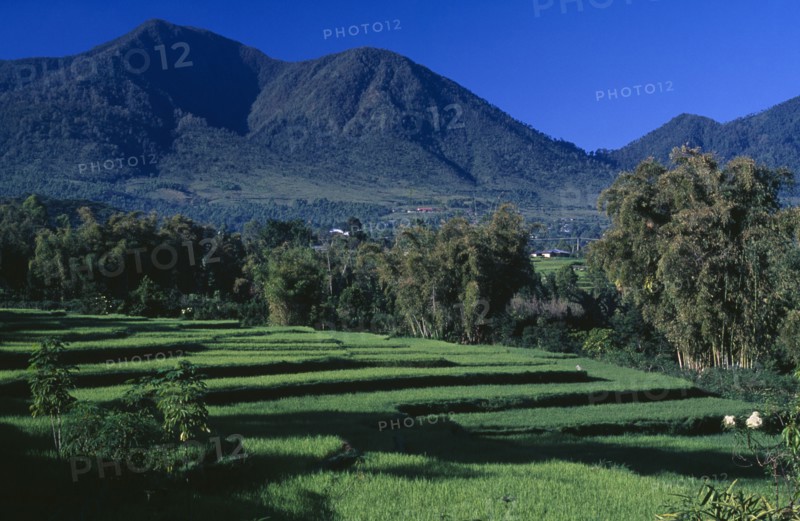 INDONESIA, Flores, Ruteng, Landscape and rice terraces.
