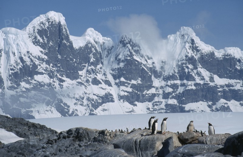 ANTARCTICA, Port Lockroy, Gentoo penguins with Seven Sisters mountains behind.
