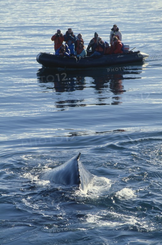 ANTARCTICA, Antarctic Peninsula, Humpback whales surfacing in front of zodiac carrying tourists.