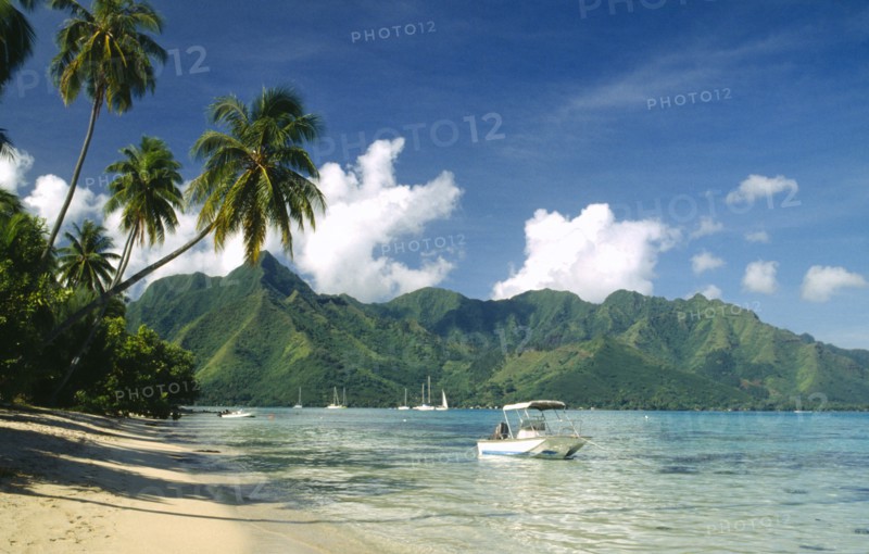 PACIFIC ISLANDS, French Polynesia, Moorea, Yachts and motor boat moored offshore of sandy beach fringed with palms.  Jagged coastline beyond.