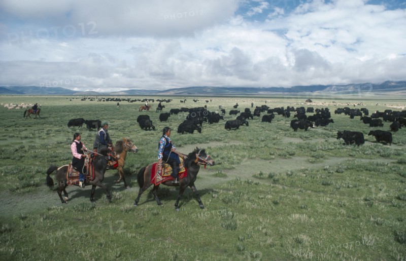 TIBET, Farming, Nomadic horsemen and women herding yaks on the high grasslands.