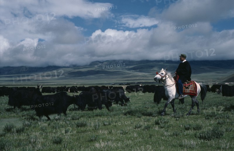 TIBET, People, Nomadic herder on horseback with yak herd on the high grasslands.