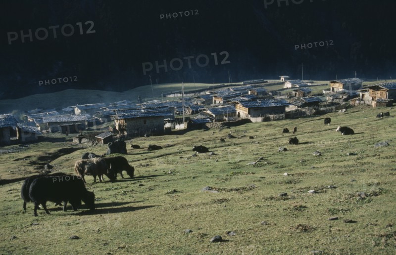BHUTAN, Merag Sakteng District, Merag, Yaks grazing outside village.