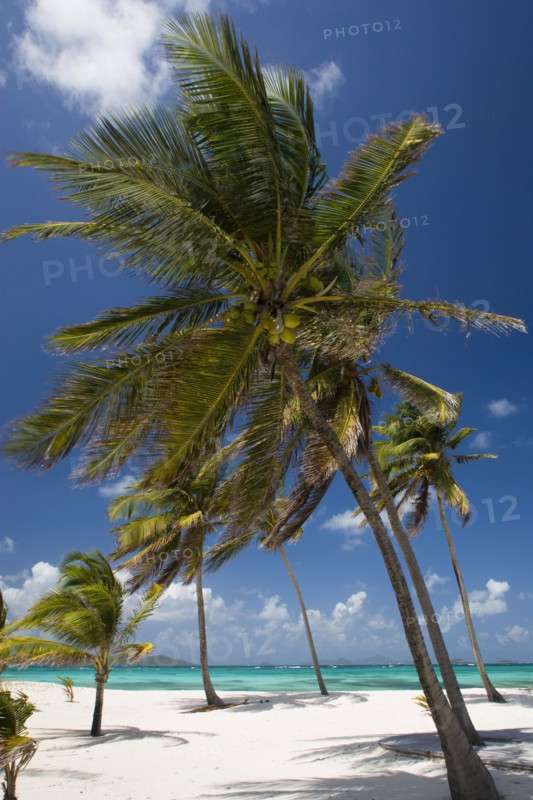 WEST INDIES, St Vincent & The Grenadines, Palm Island, Coconut trees on the beach at Palm Island Resort