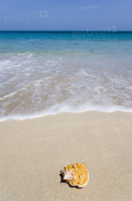 WEST INDIES, St Vincent & The Grenadines, Canouan, Conch shell on beach at Grand Bay