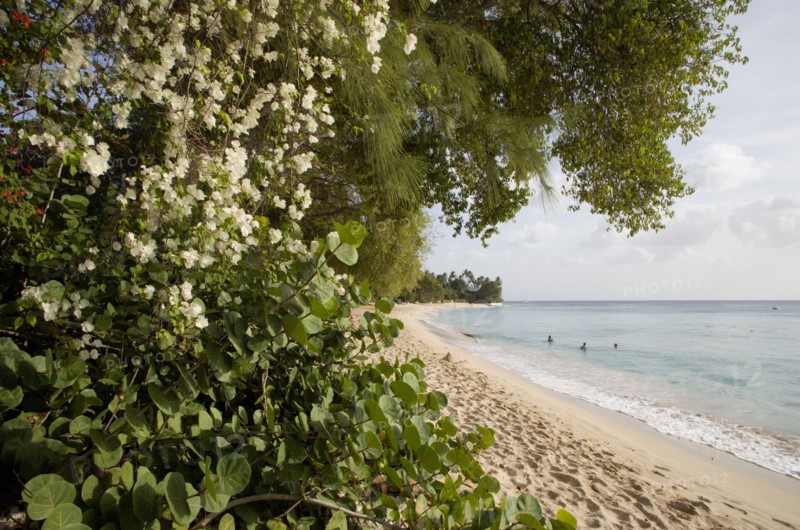 WEST INDIES, Barbados, St Peter, Gibbes Bay beach in the late afternoon