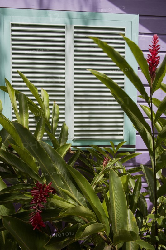 WEST INDIES, Barbados, St James, Brightly coloured Holetown Chattel house with tropical plants