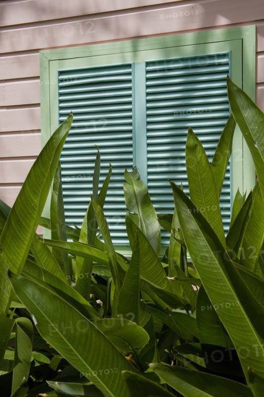 WEST INDIES, Barbados, St James, Brightly coloured Holetown Chattel house with tropical plants