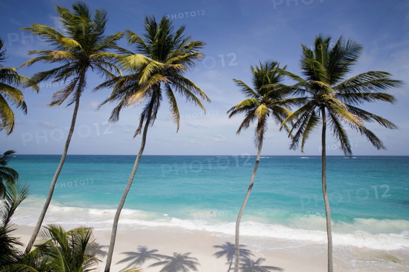 WEST INDIES, Barbados, St Philip, Coconut palm trees on the beach at Bottom Bay with man swimming in rough west coast sea