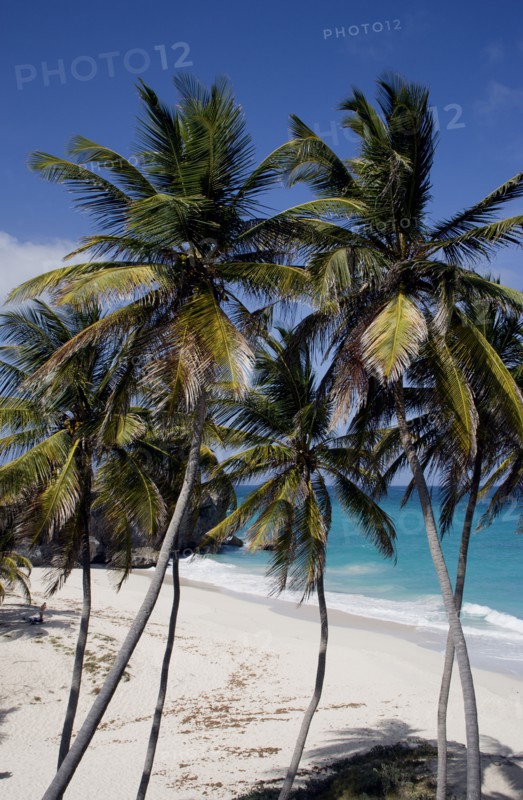 WEST INDIES, Barbados, St Philip, Coconut palm trees on the beach at Bottom Bay