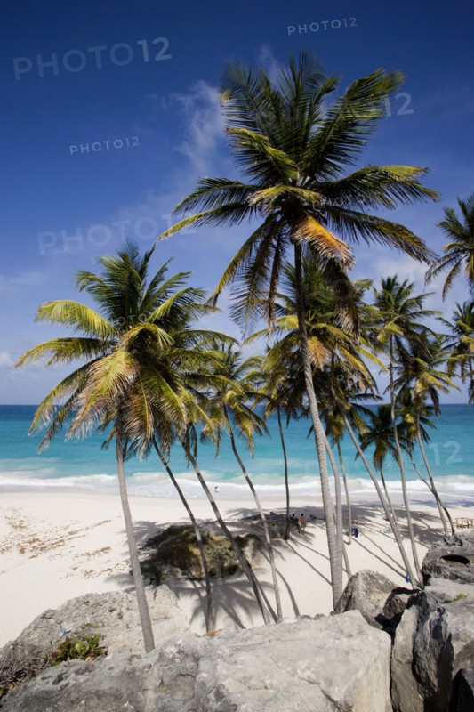 WEST INDIES, Barbados, St Philip, Coconut palm trees on the beach at Bottom Bay
