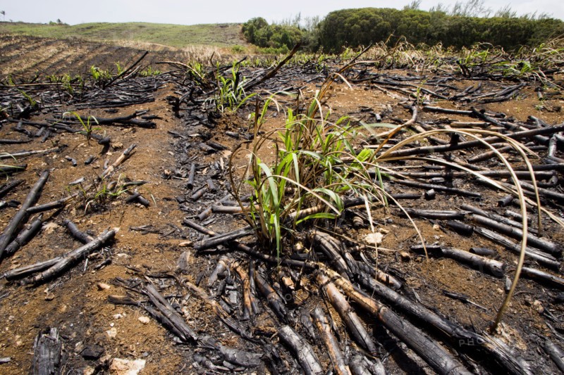 WEST INDIES, Barbados, St Peter, New sugar cane crop sprouting after harvest and burning of old crop at the Jacobean plantation house of St Nicholas Abbey