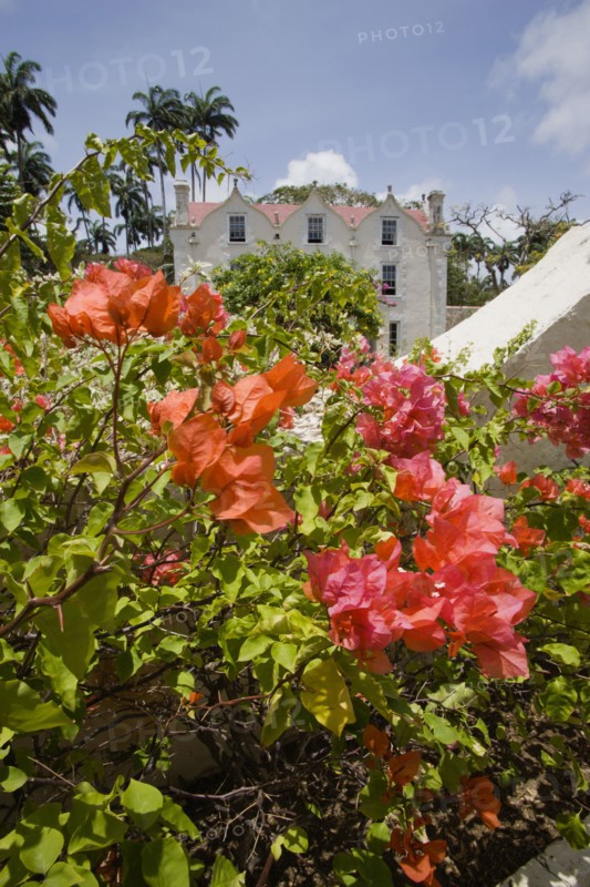 WEST INDIES, Barbados, St Peter, The Jacobean plantation house and garden of St Nicholas Abbey